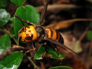 Vespa mandarinia - paura in Cina